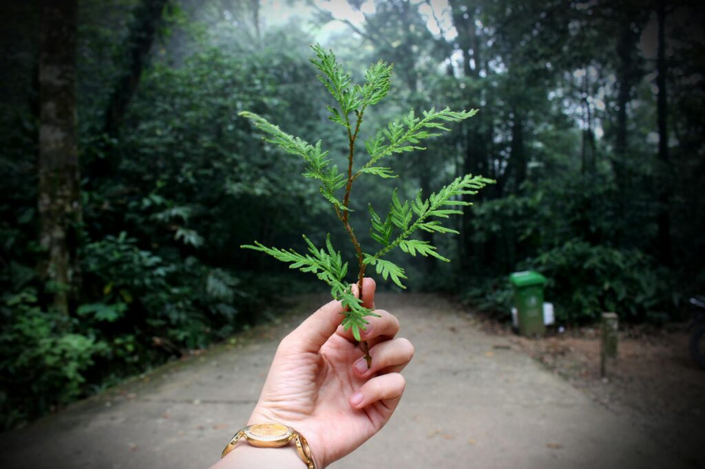 person holding green leaf plant