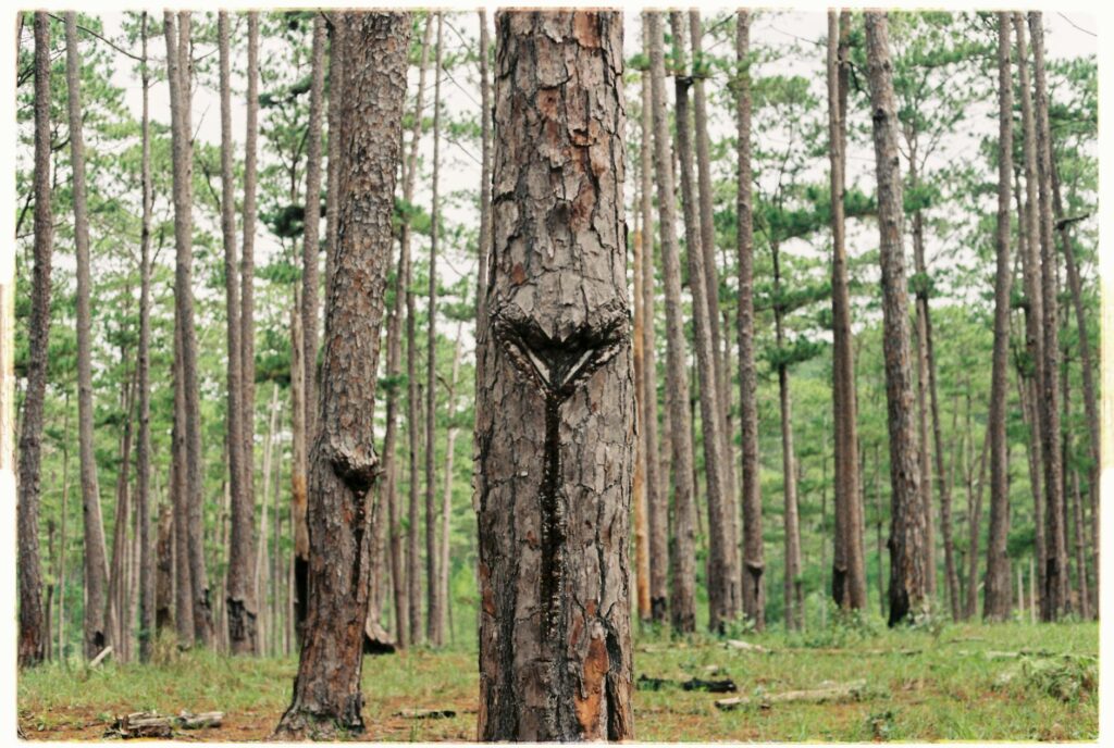 photo of tree trunks during daytime