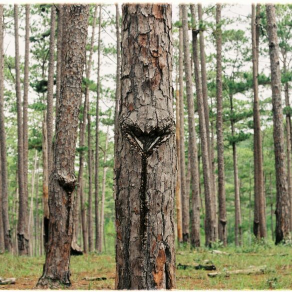 photo of tree trunks during daytime